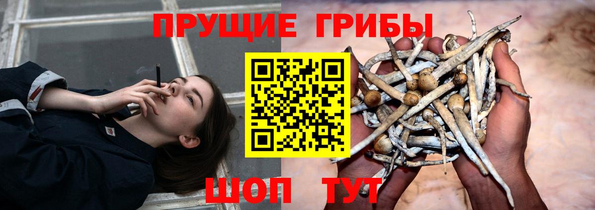 Галлюциногенные грибы Psilocybine cubensis Гудермес